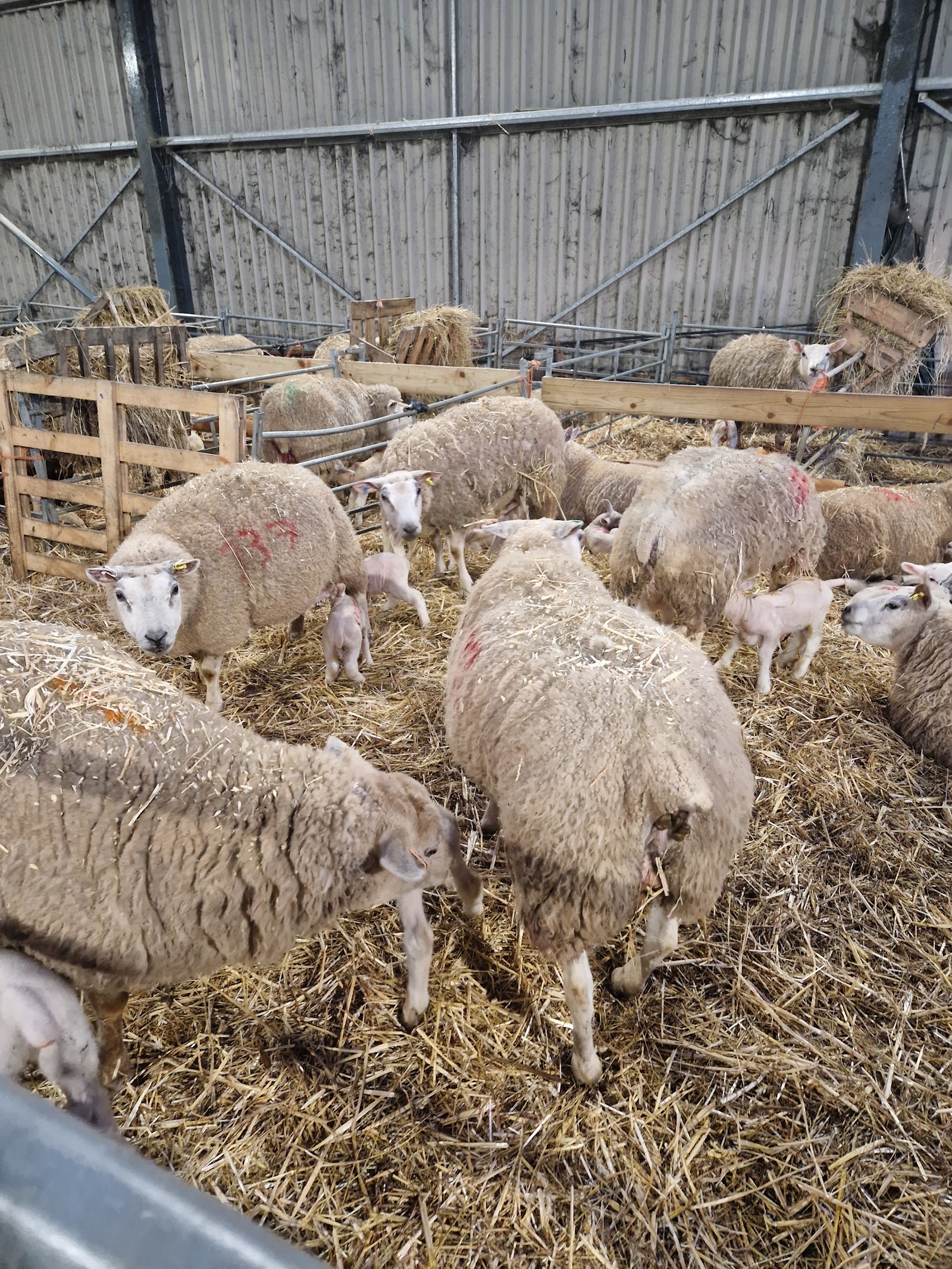Shops & Businesses in Maltby le Marsh — Maltby Farm Shop