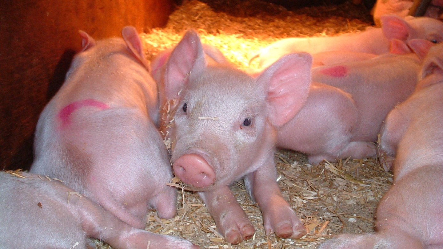 Entertainment in Ingoldmells — Hardy's Animal Farm