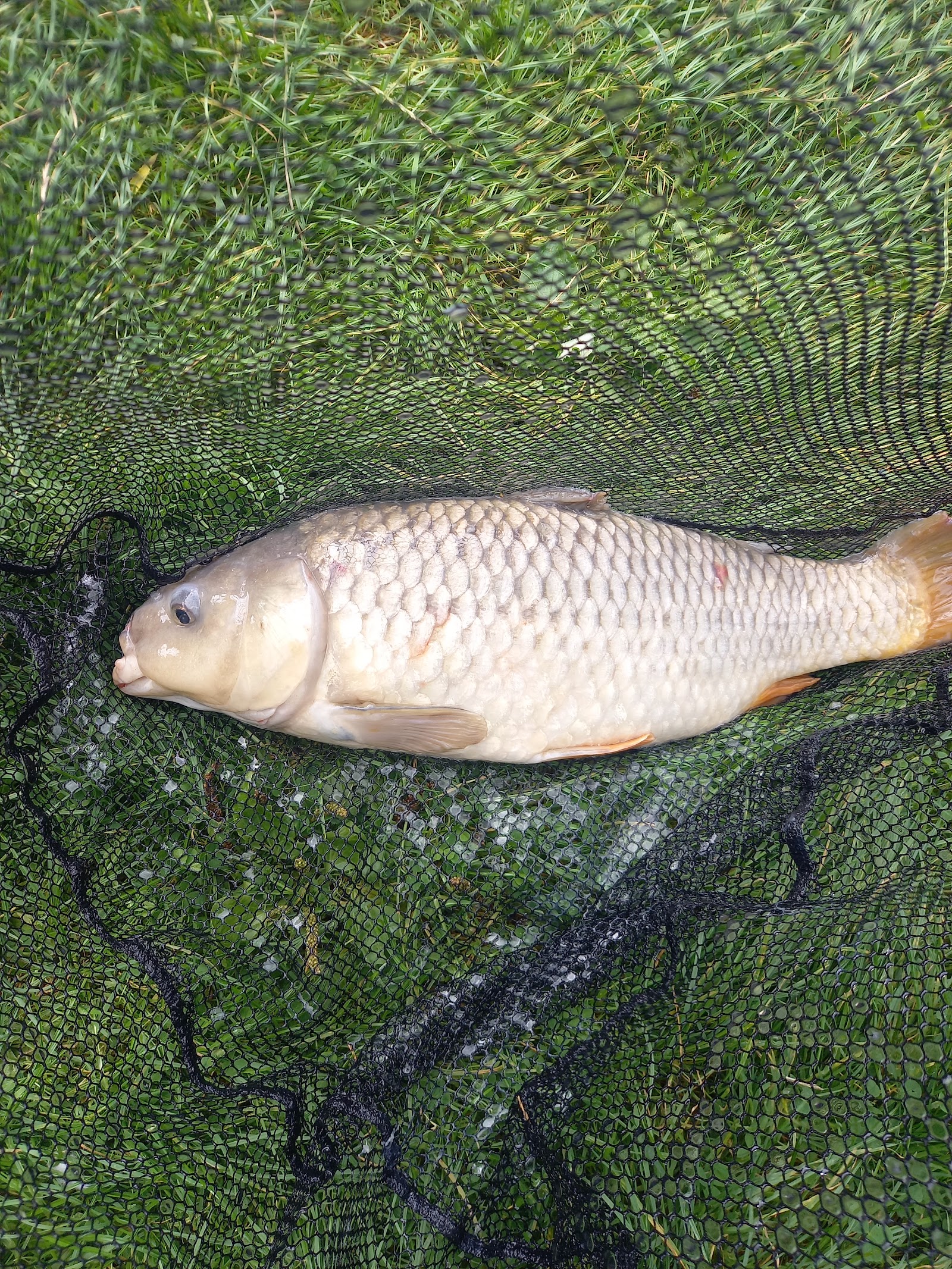 Fishing Lakes & Ponds in Addlethorpe — Mill Road Fishing Lakes